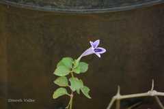 Asystasia gangetica subsp. micrantha